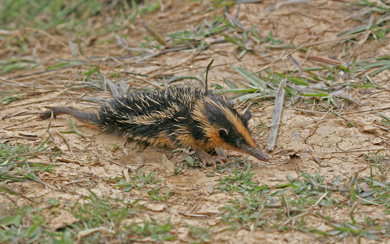 Die Tiere graben Baue, die bis zu 500 m lang werden können.