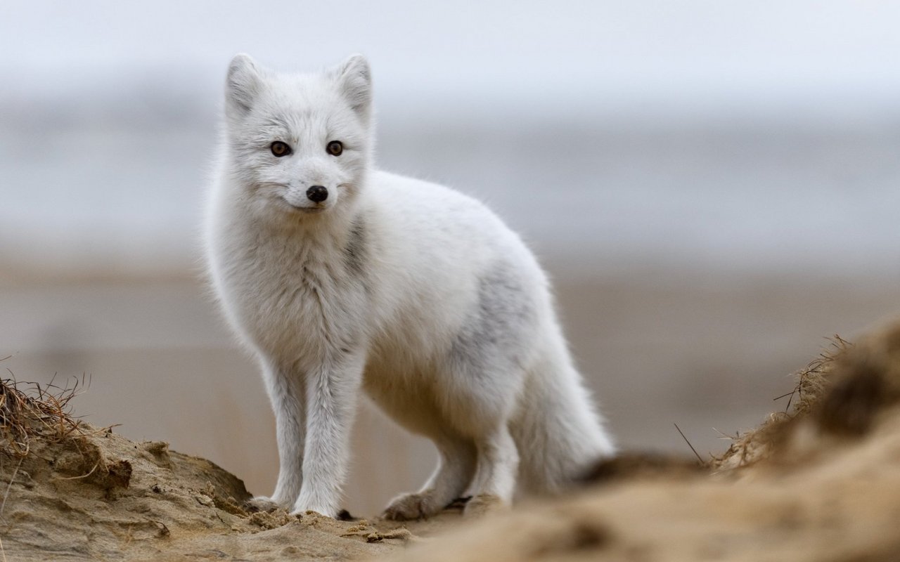 Kleine Tiere wie Polarfüchse haben mehr Mühe mit dem Klimawandel. 