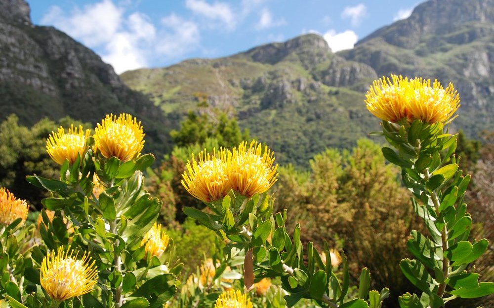 Proteas gehören zur Kap-Vegetation.