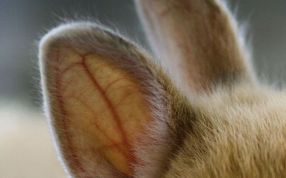 An den kurzen Ohren sind Zwergkaninchen zu erkennen. 