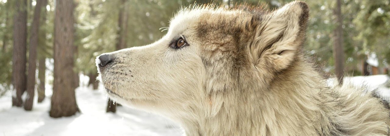 In jedem Haushund steckt immer auch ein Wolf.