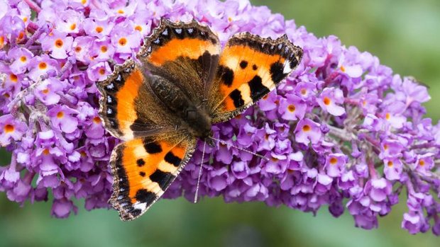 Invasiver Neophyt Sommerflieder mit Schmetterling