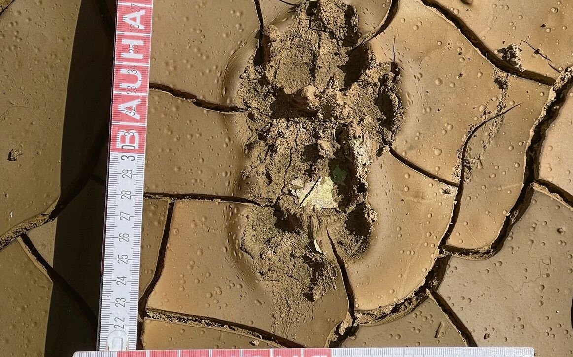 Die Pfotenabdrücke eines Wolfes gleichen
jenen eines grossen Hundes.