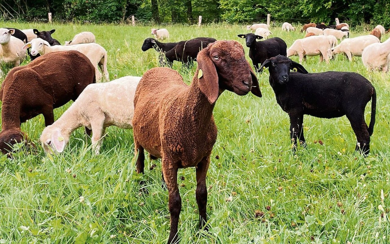 Engadiner Schafe sind leicht zu erkennen an ihren Hängeohren und der Ramsnase.