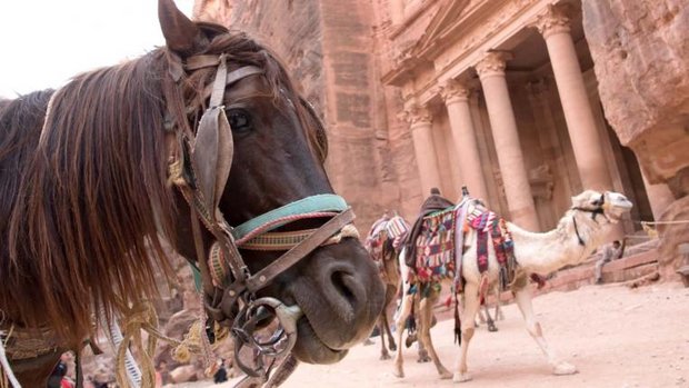 Pferd in Petra Jordanien