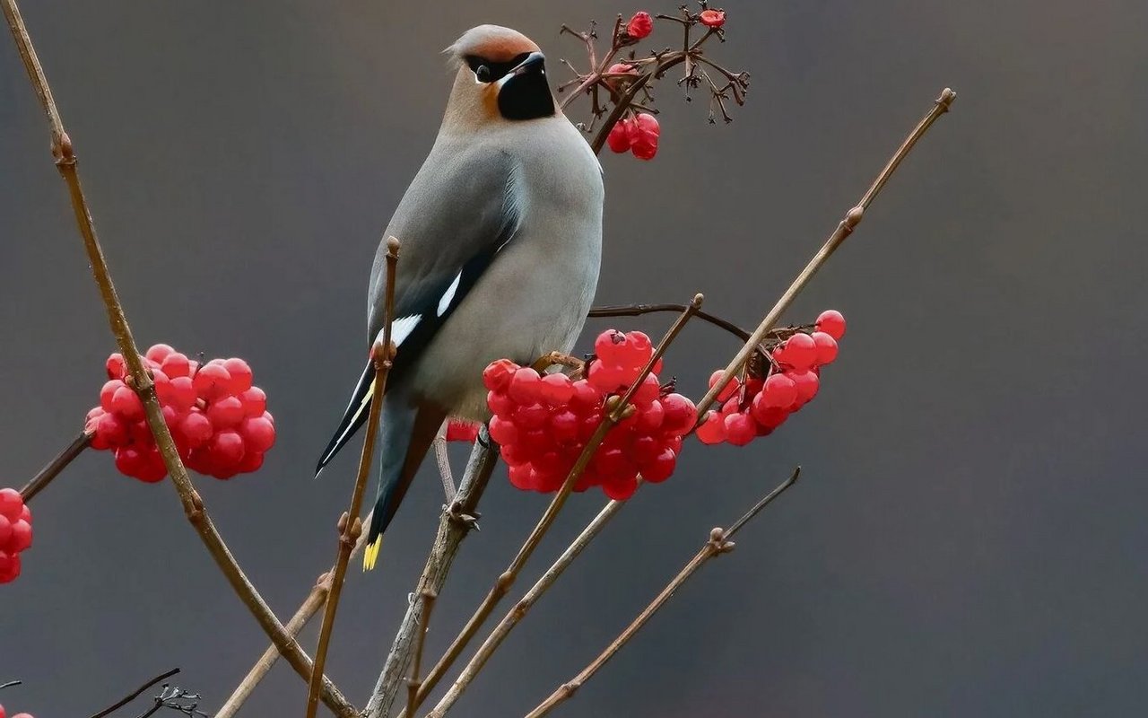 Wenn im Winter plötzlich exotisch anmutende Vogelschwärme auftauchen, steckt dahinter der Seidenschwanz – ein nordischer Gast, der wegen Beerenmangel aus dem hohen Norden bis in Schweizer Gärten zieht.