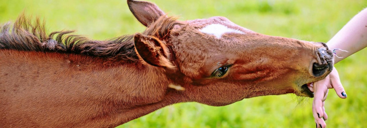 Beisst das Pferd den Menschen, ist das ein Verhalten, das nicht toleriert werden darf.