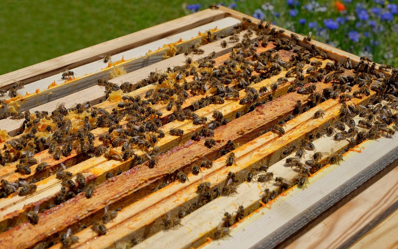 Ist vitaler: Ein aggressives Bienenvolk.