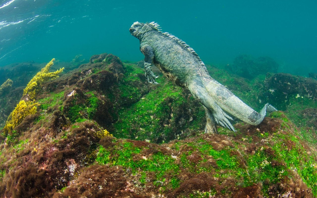 Algen und Seetang stehen bei der Galapagos-Echse auf dem Speiseplan.