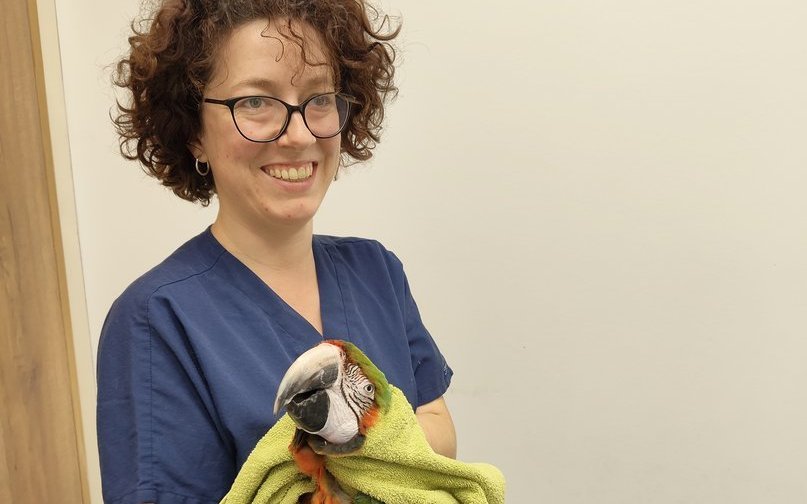 Tierärztin Léa Siegrist hält den Ara, bis er wieder einigermassen wach ist.
