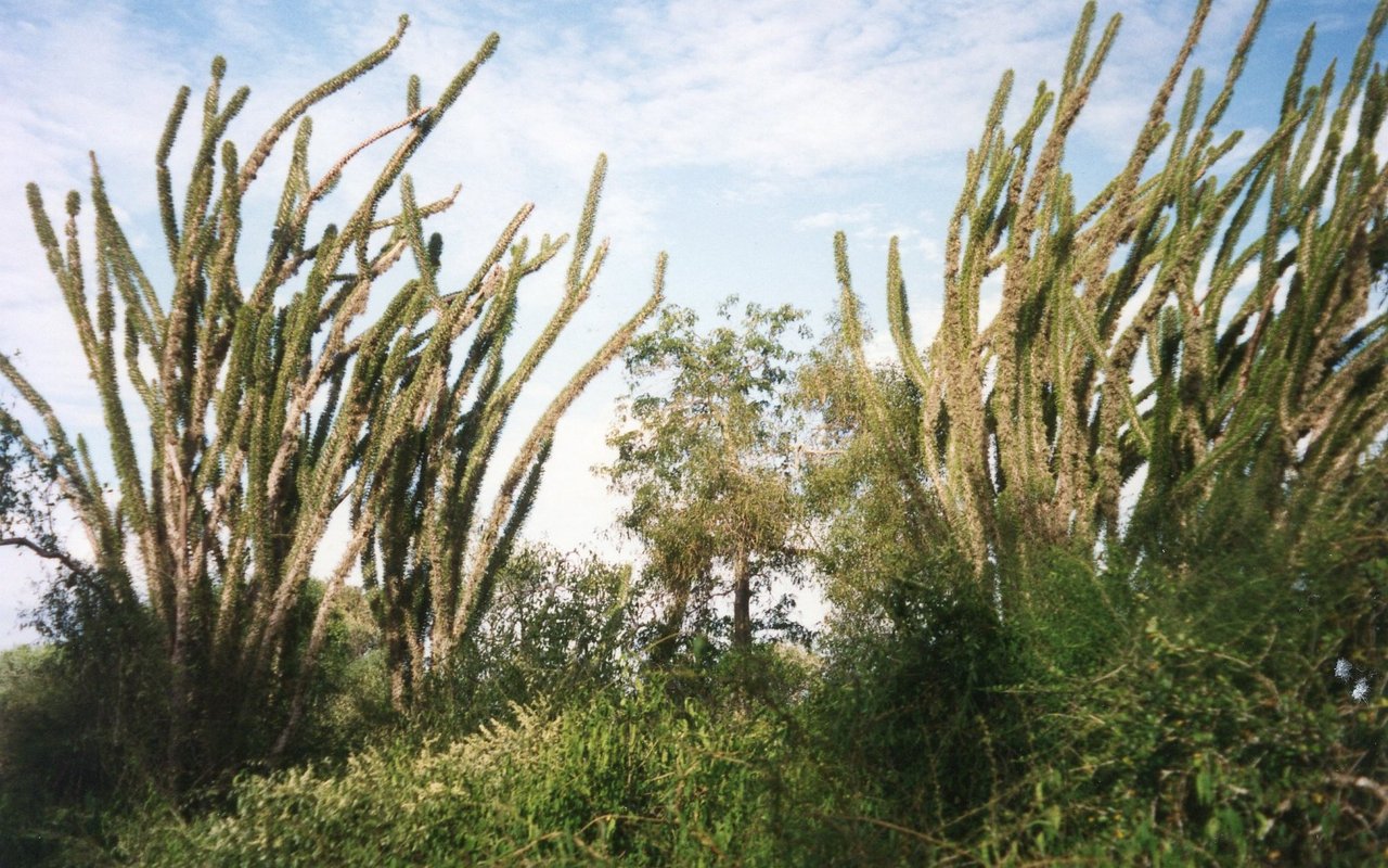 Auch im eigentümlichen Trockenwald im Südwesten Madagaskars, wo Didieraceen, Pachypodien und Aloepflanzen gedeihen, leben Vasapapageien. 