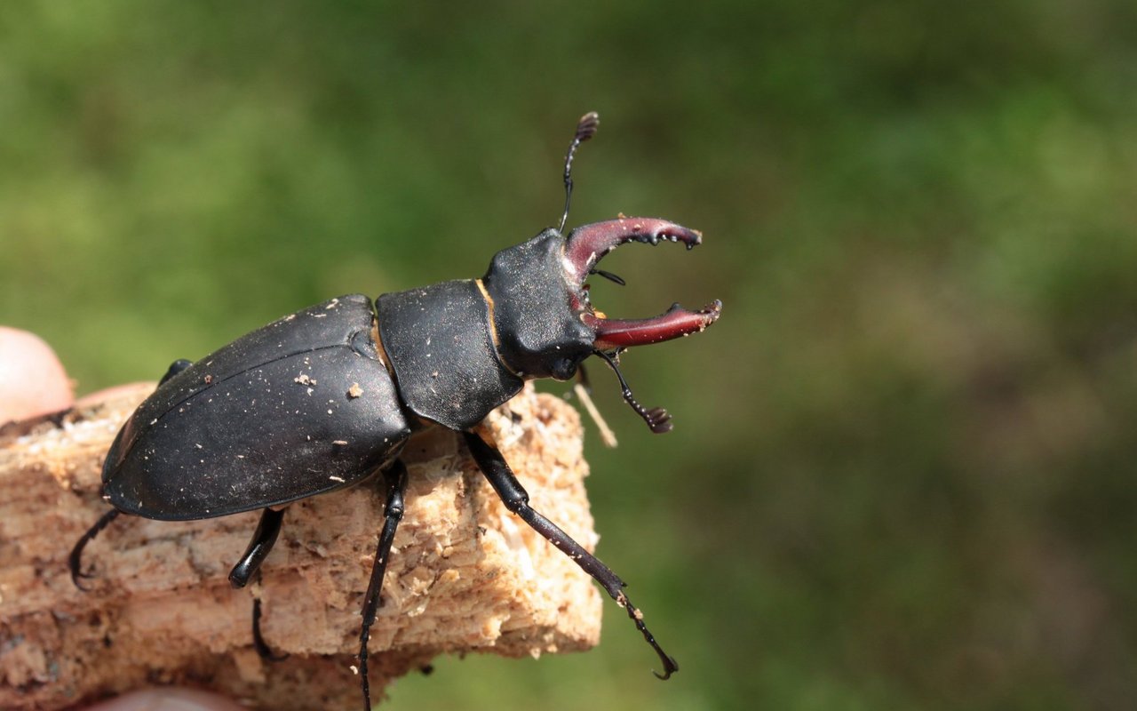 Hirschkäfer sind bis zu neun Zentimeter gross und damit die grössten Käfer in Mitteleuropa überhaupt.