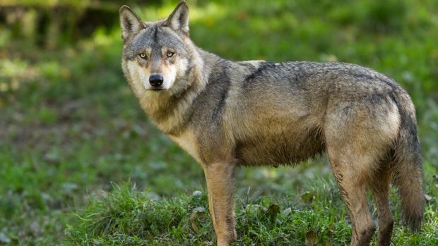 Wolf steht im Wald