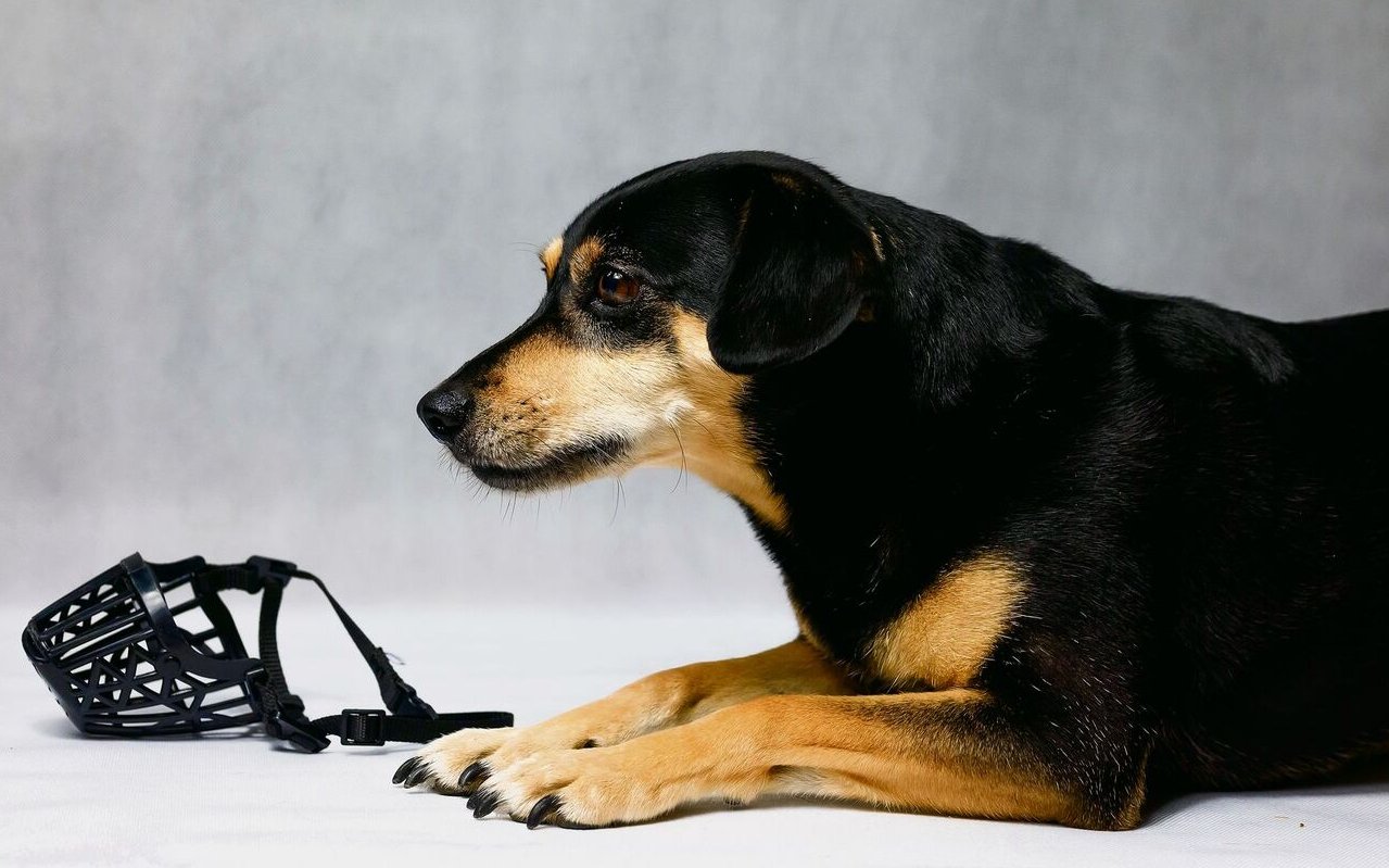 Es sollte schon früh begonnen werden, dem Hund das Tragen eines Maulkobes anzutrainieren – spielerisch.