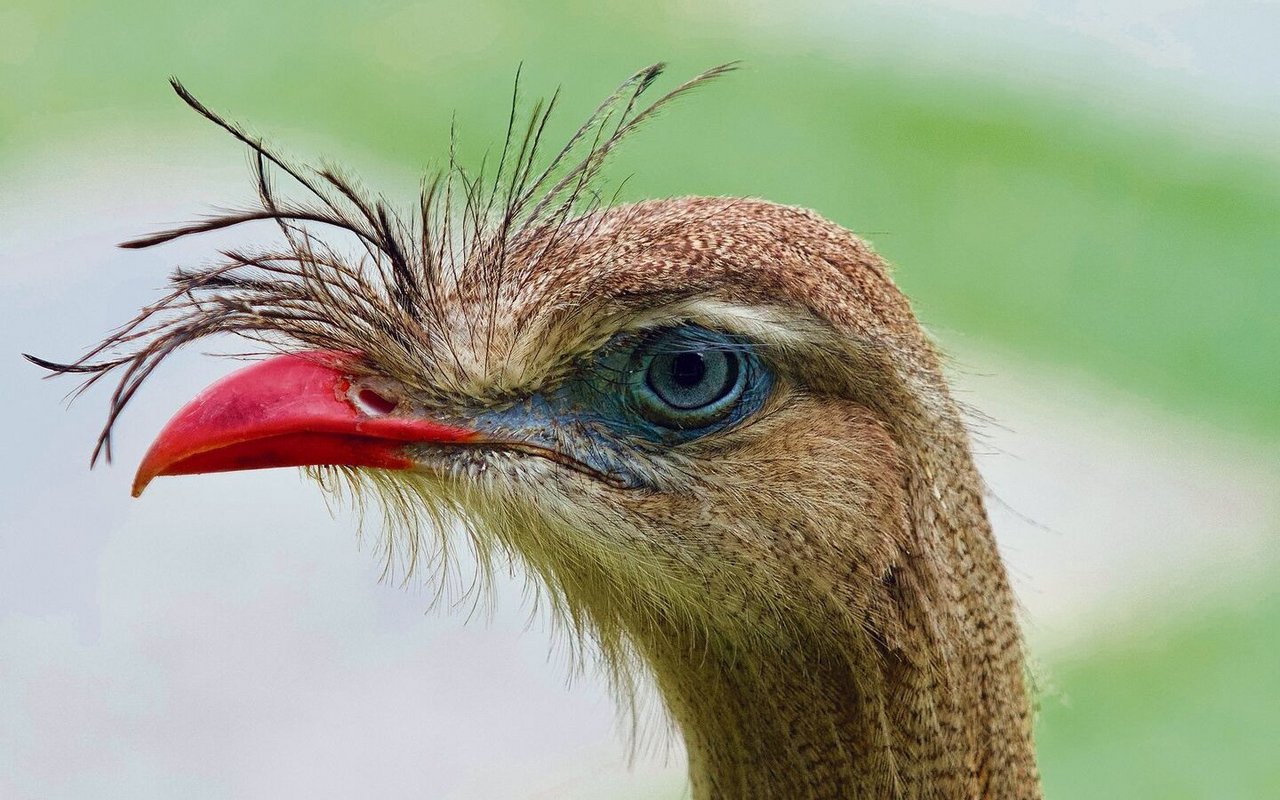 Die Seriema ist ein eigentümlicher, typischer Vogel des Cerrado, der auch vor Schlangen nicht zurückschreckt. 