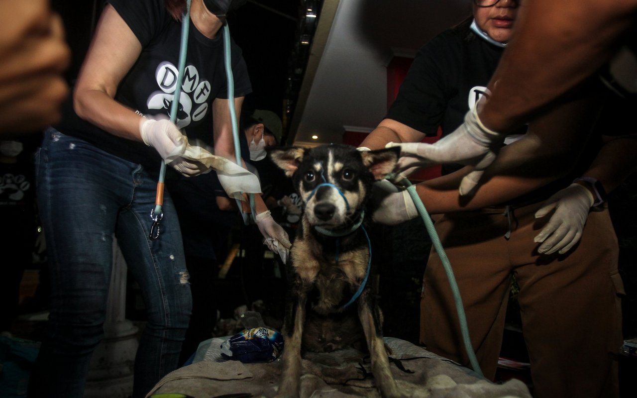 Mitglieder der Organisation Dog Meat Free Indonesia versorgen einen Hund, nachdem sie ihn vor dem Schlachthaus gerettet haben. 