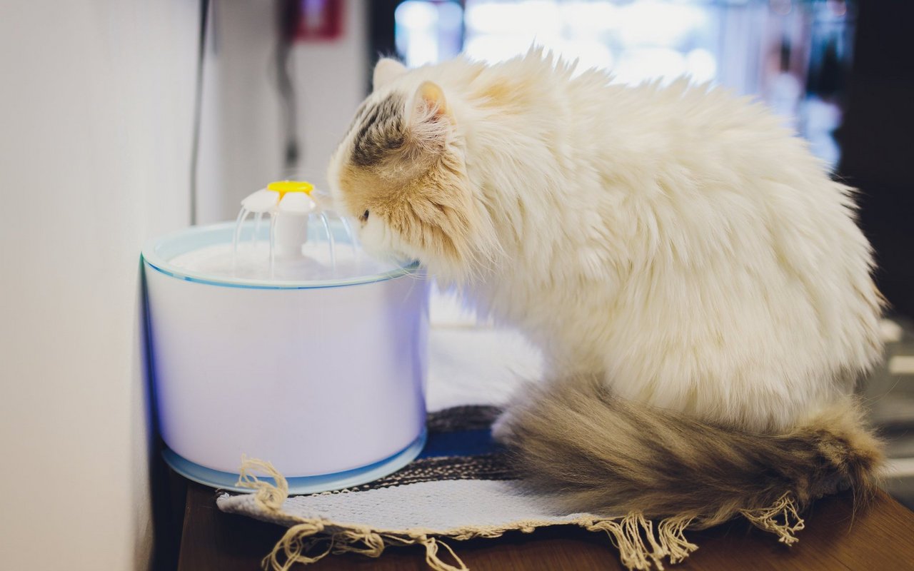 Es gibt diverse Trinkbrunnen, welche Katzen zum Trinken animieren. 