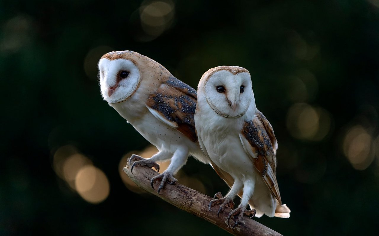 Bei Schleiereulenpaaren zahlt sich Gleichberechtigung aus.