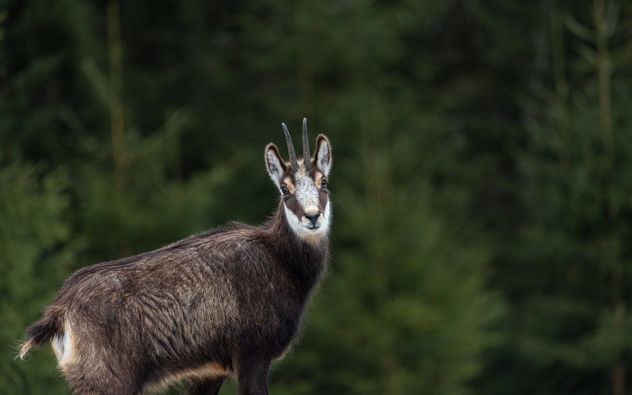 Gämse halten sich auch an den Waldgrenzen auf. 