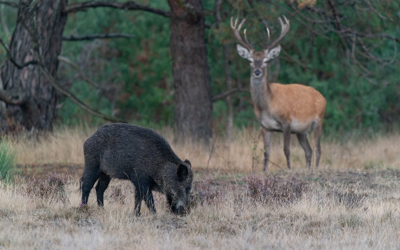 Die Wildbestände im Kanton Genf entwickeln sich prächtig. Der Rothirsch könnte sich durch seine starke Zunahme künftig zu einem Problemtier entwickeln.