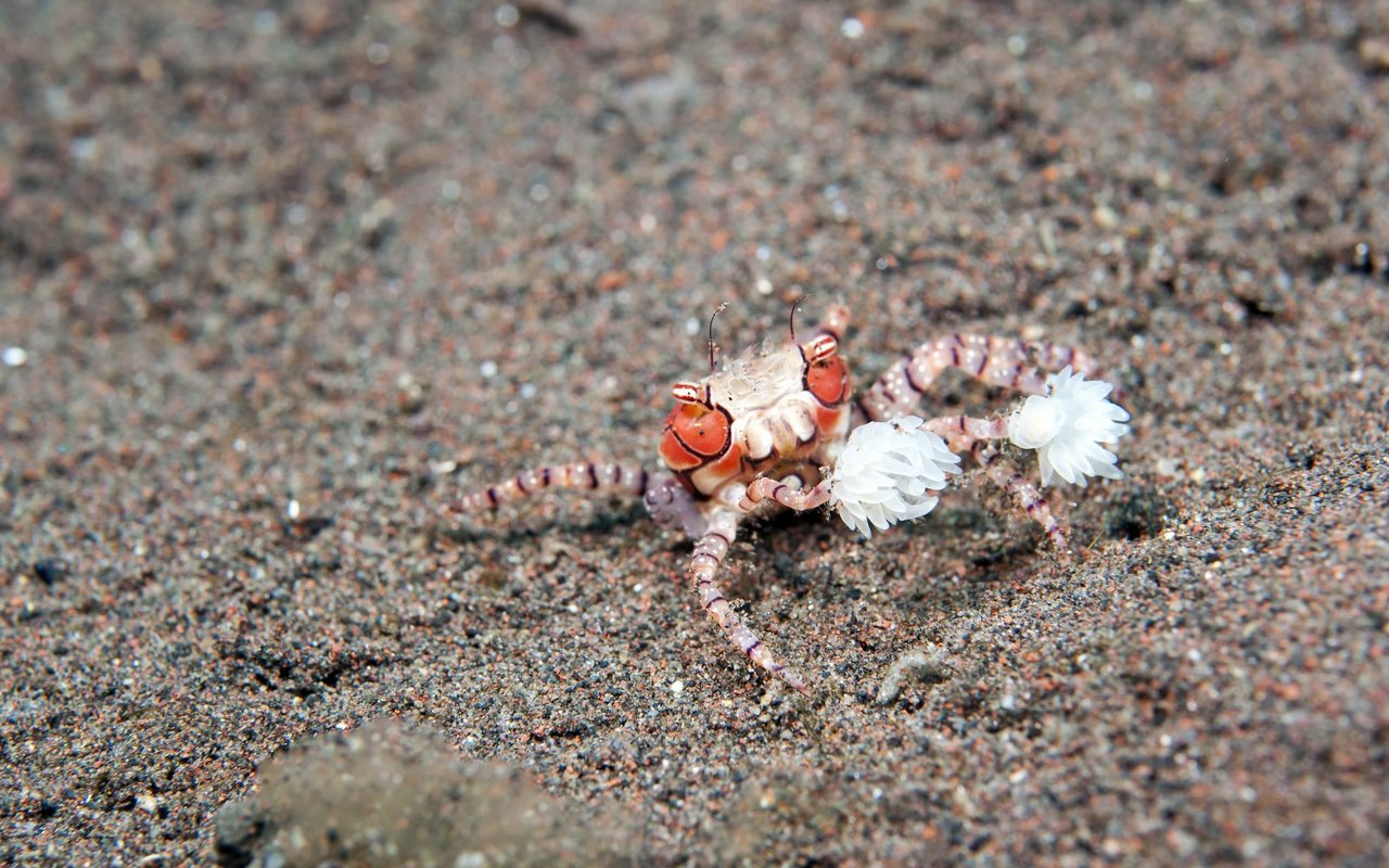 Kommt den Pompom-Krabben eine Anemone abhanden, halbieren die nur wenige Zentimeter grossen Tiere ihre zweite Anemone.
