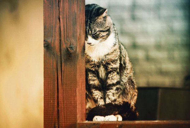 Verhaltensveränderungen bei Katzen haben nicht immer nur körperliche Ursachen, sondern können auch ein Zeichen von psychischen Problemen sein.