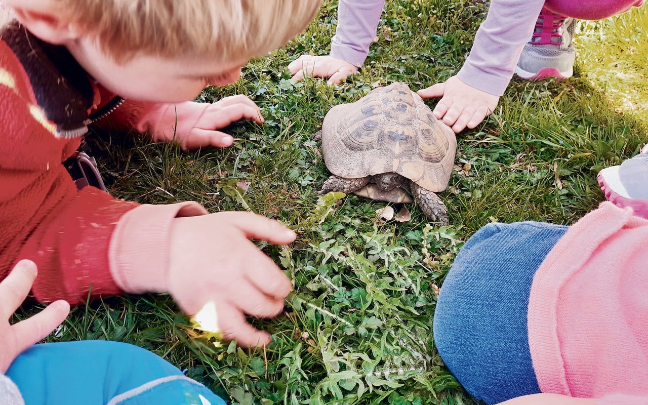 Sowohl bei den Meerschweinchen als auch bei den Schildkröten gilt: Anfassen erlaubt, hochheben nicht!