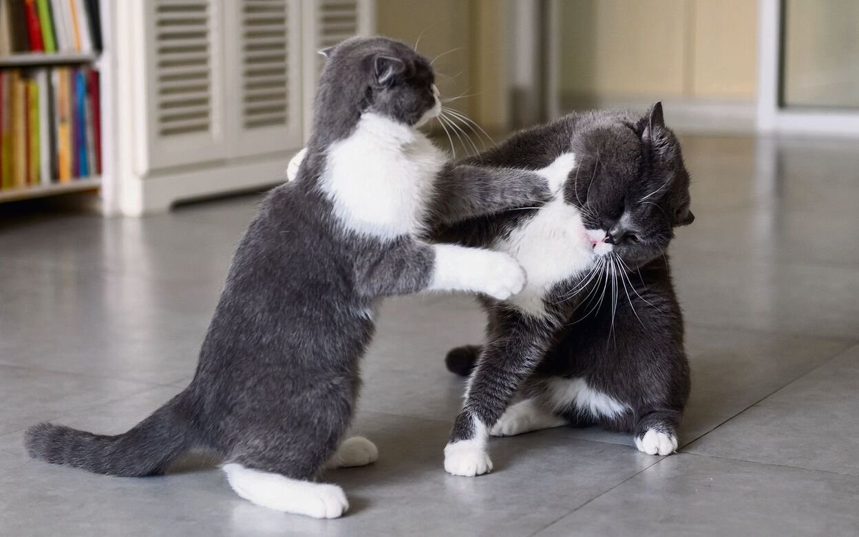 Mit guter Planung gelingt es meist, Katzen ohne grössere Probleme miteinander bekannt zu machen.