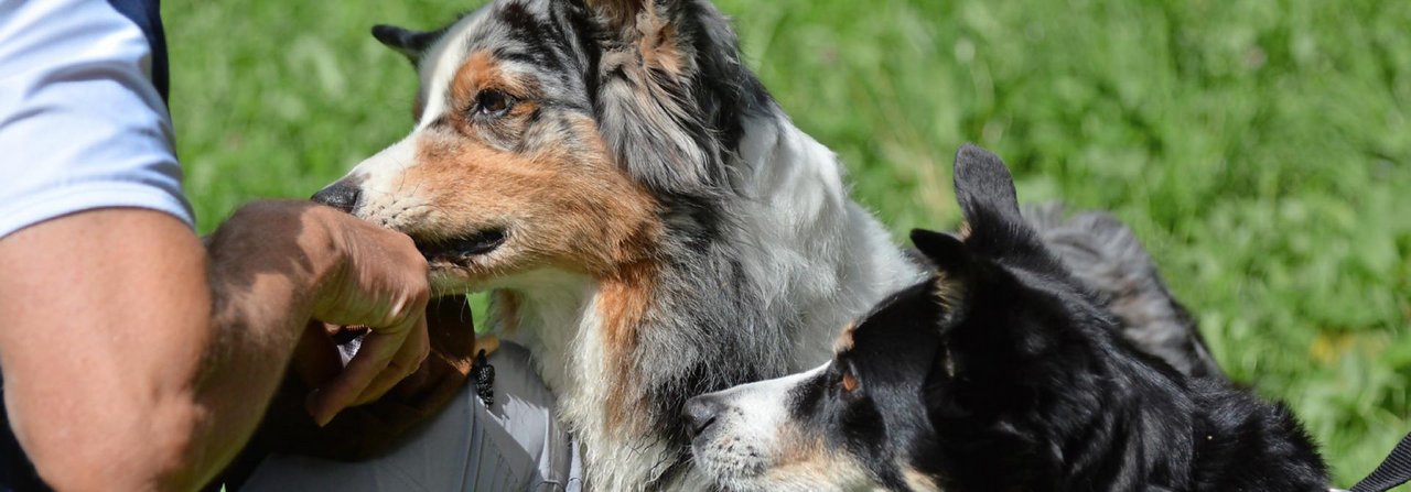 Am besten lernt der Hund duch gute Erfahrung. Das Belohnungsleckerli stärkt zudem das Vertrauen.