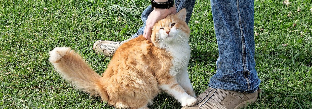 Kommt der Mensch in Kontakt mit Speichel, Augenausfluss oder Blut einer kranken Katze, kann er zum Überträger werden.