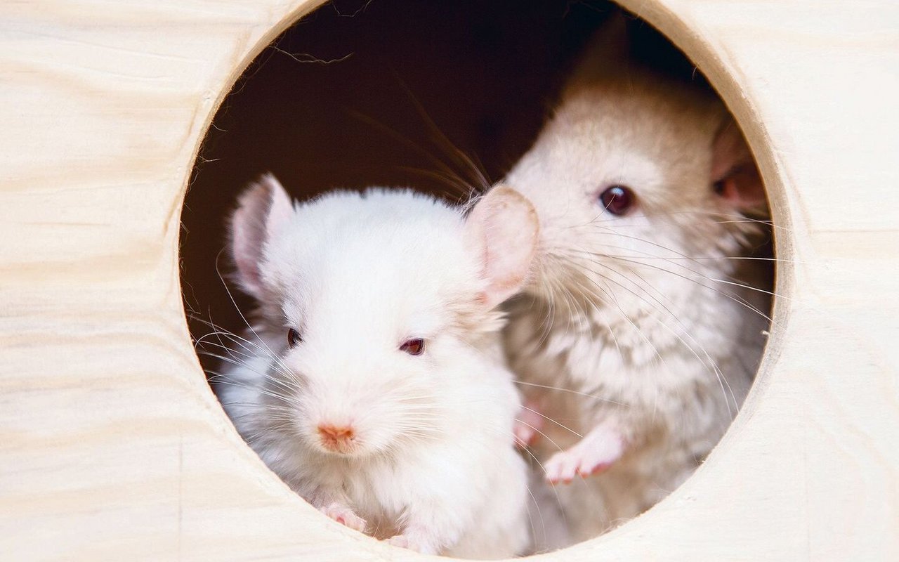 Chinchillas verkriechen sich gerne zu zweit zum Kuscheln in Häuschen.