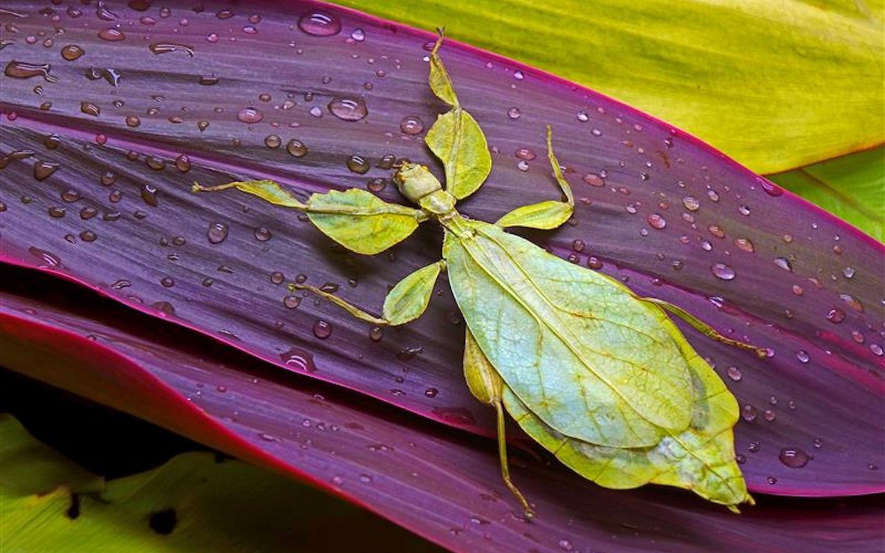 Phyllium bioculatum werden oft von Insektenfans gehalten. Sie ist jedoch nicht die am häufigsten gehaltene Art.