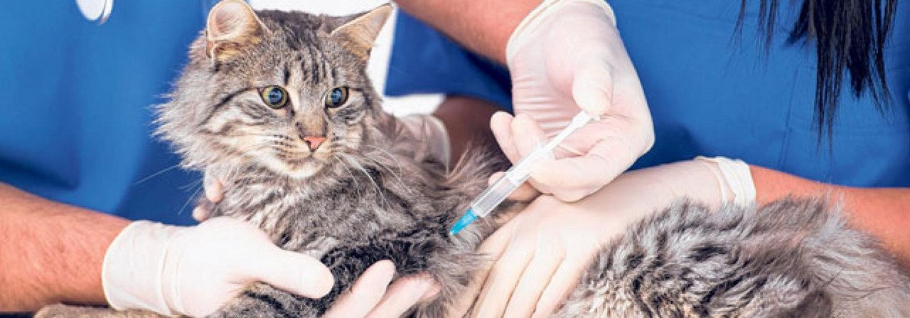 Welche Impfungen nötig sind, sollten Halter mit dem Tierarzt besprechen.