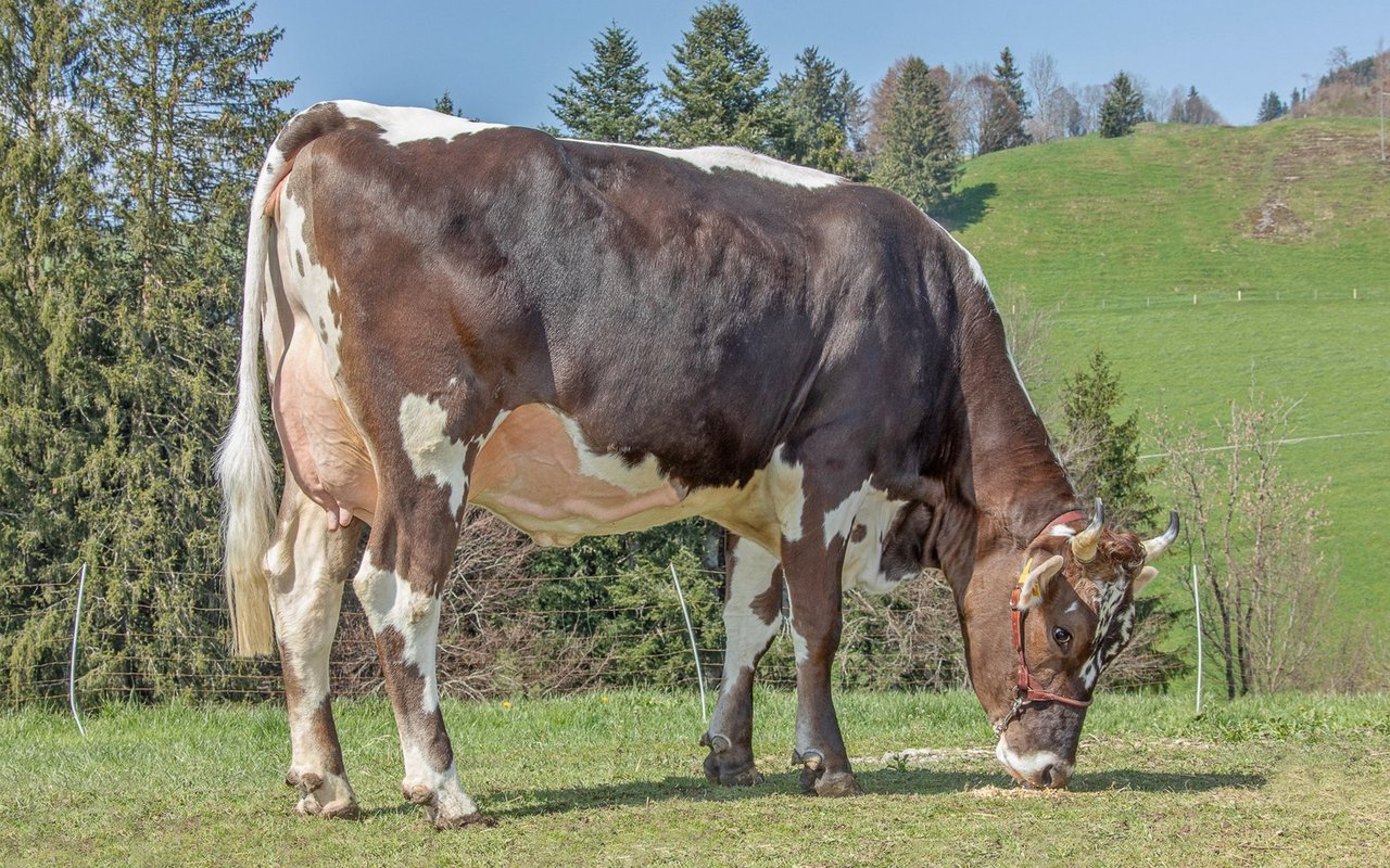 Blüem-Kuh Nina aus dem ikonischen Blüem-Stier Hoerlers Blüem-Boy.