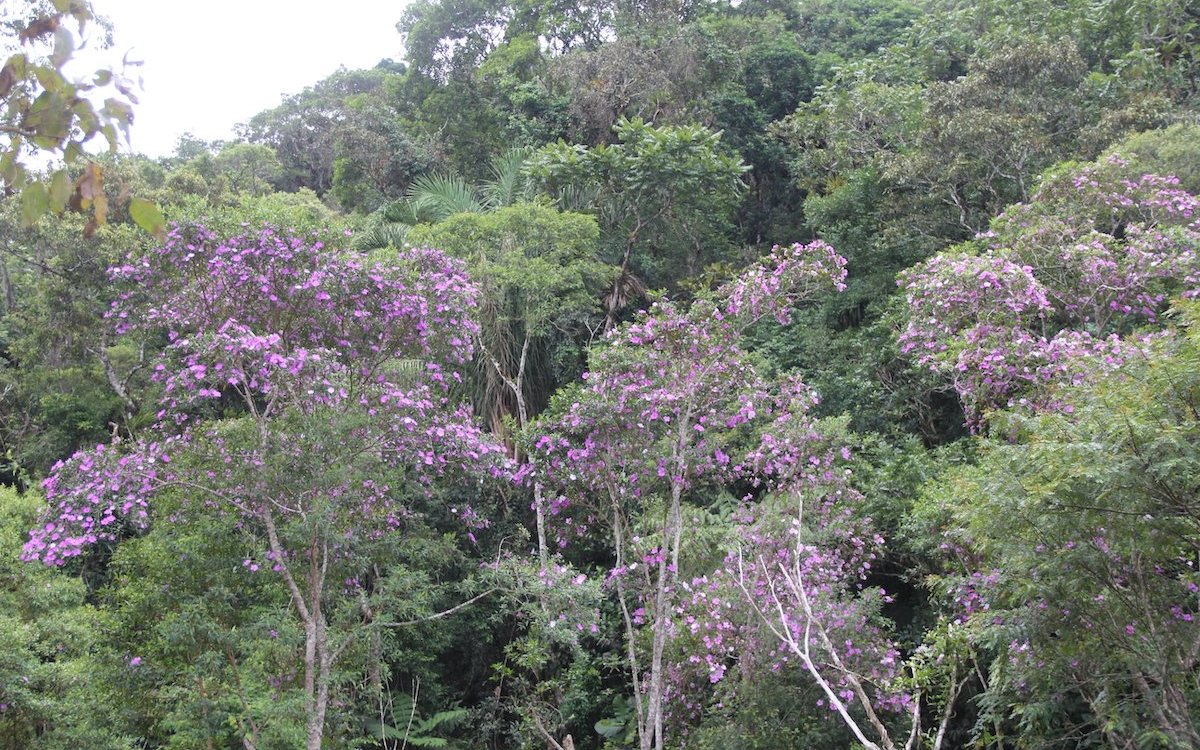 Der Atlantische Wald Brasiliens ist der Lebensraum der Rotschwanzamazonen. Hier blühen Veilchenbäume (Tibouchina mutabilis). 
