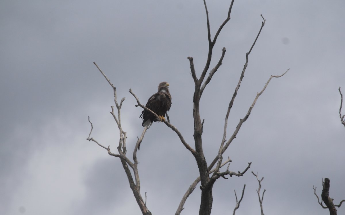 Der Seeadler hält nach Fischen Ausschau. 