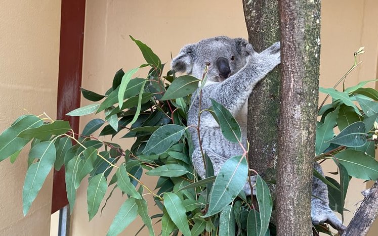 Nun ist Tarni im Zoo Zürich in Quarantäne.