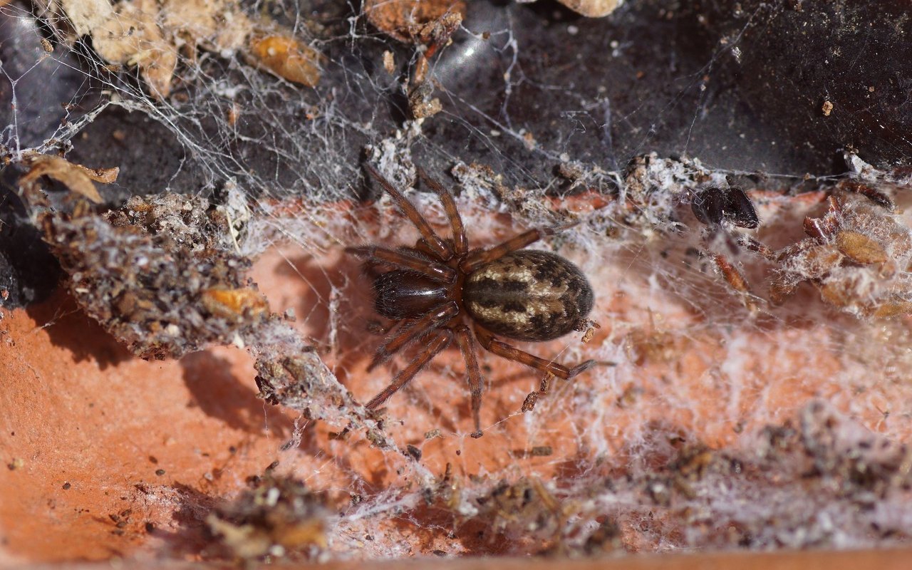 Die Fensterspinne lebt im Freien, findet aber auch in Kellern und Schuppen gute Lebensbedingungen. 