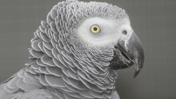 Graupapagei