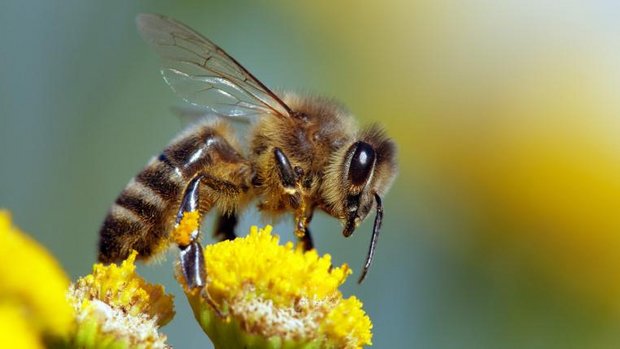 Bienen verstehen null