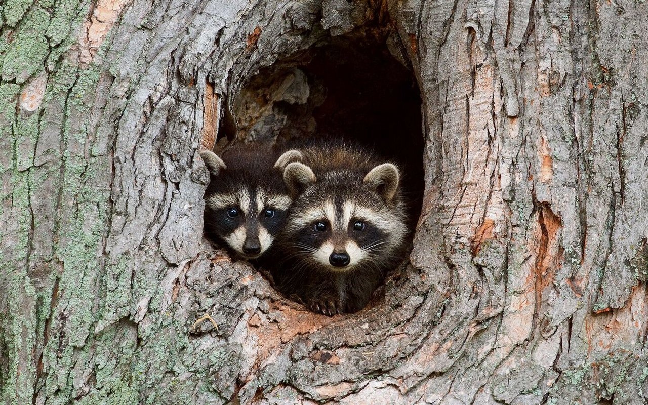 Jungtiere gehen oft ohne die Mutter auf Streifzüge. Auch in der Schweiz vermehrt sich der Waschbär.