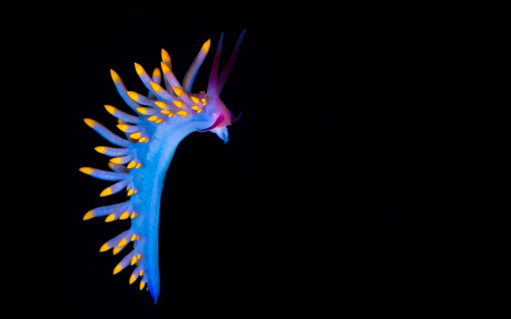 Trinchesia sibogae ist mit bis zu 35 Millimetern ein grosser Vertreter der Schneckenfamilie.