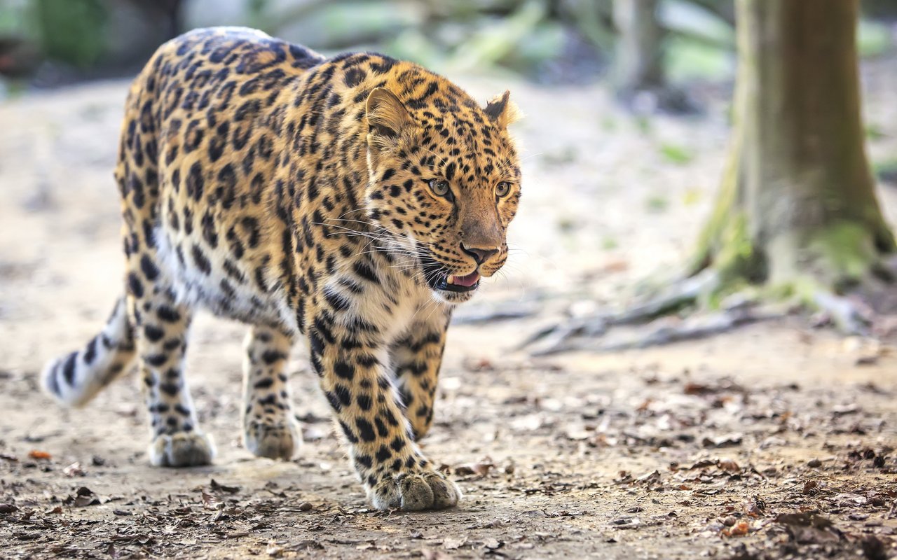 Amur-Leoparden sind die wahrscheinlich seltensten Leoparden weltweit.