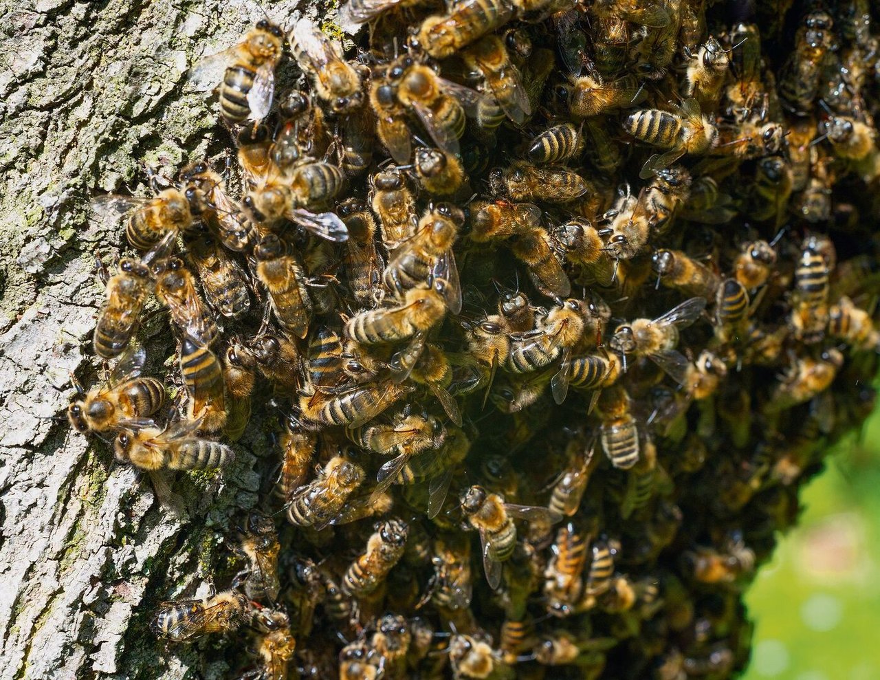 Auch Insekten koordinieren das Ausschwärmen instinktiv.