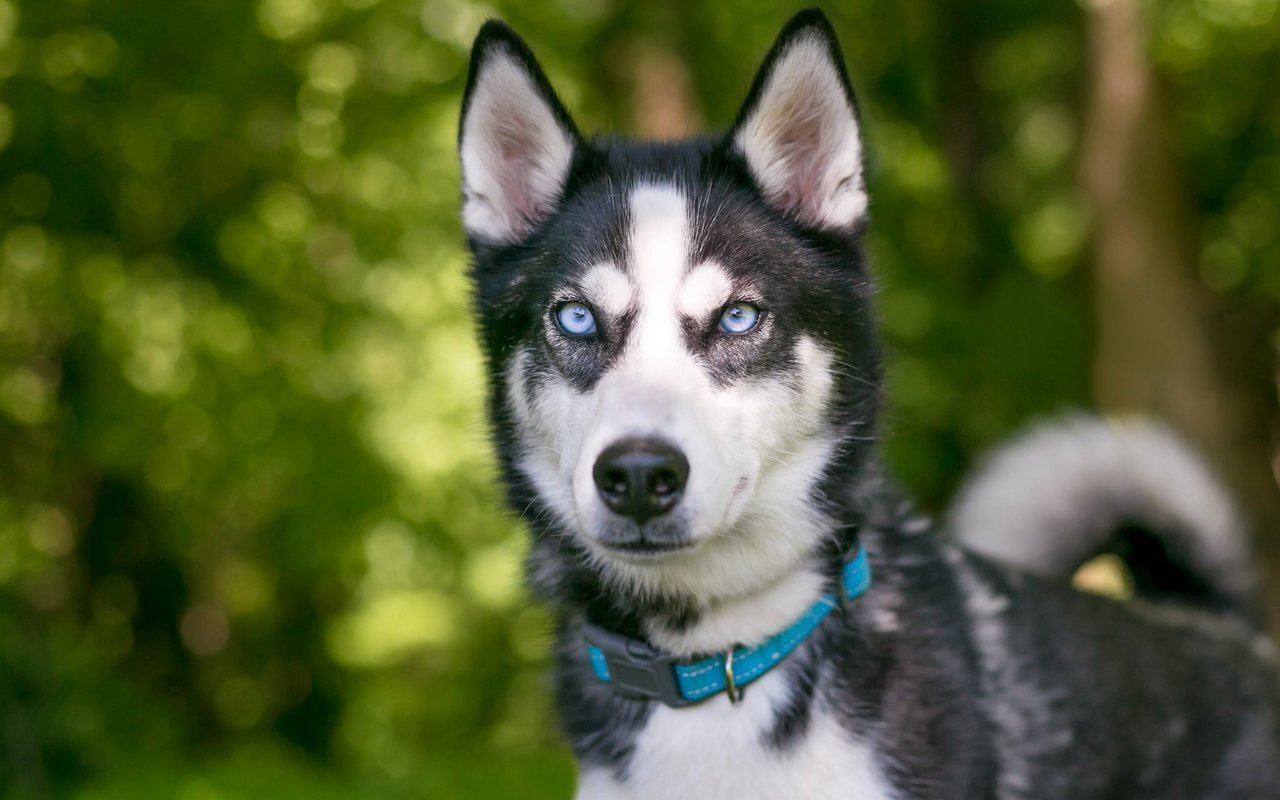 Ein Husky mit Stehohren.