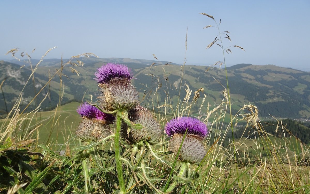 Alpendisteln beim Aufstieg auf die Kaiseregg. 