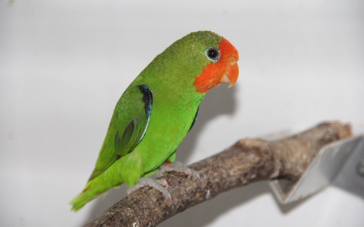 Orangeköpfchen naschen gerne von Sämereien aus der Natur. 