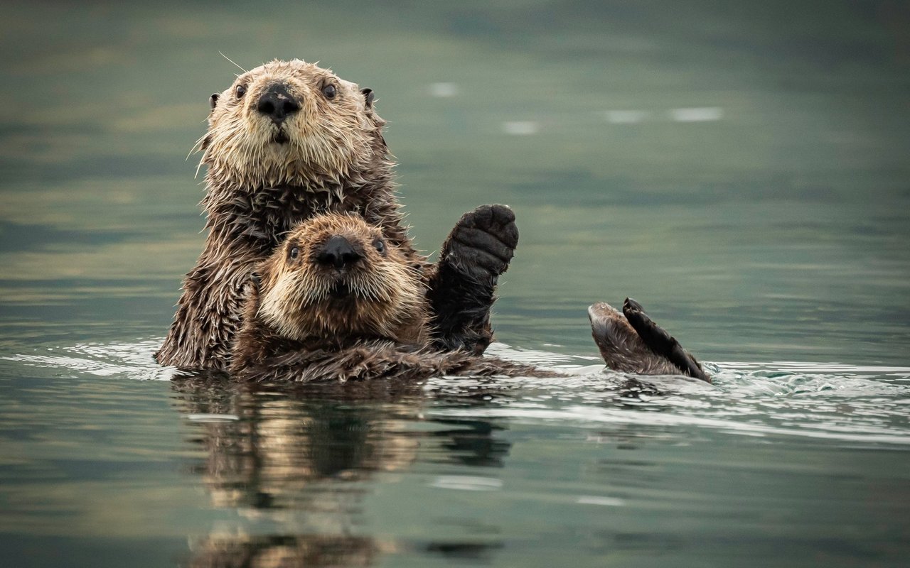 Otter sind zwar süss, können aber trotzdem ganz böse sein. Sie vergehen sich nicht nur an ihren Artgenossen, sondern auch an Leichen. 