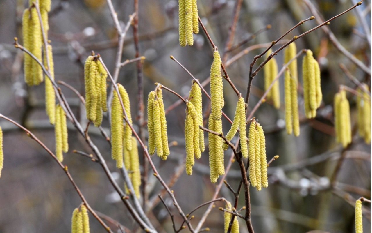 Die Hasel blüht von Januar bis April.