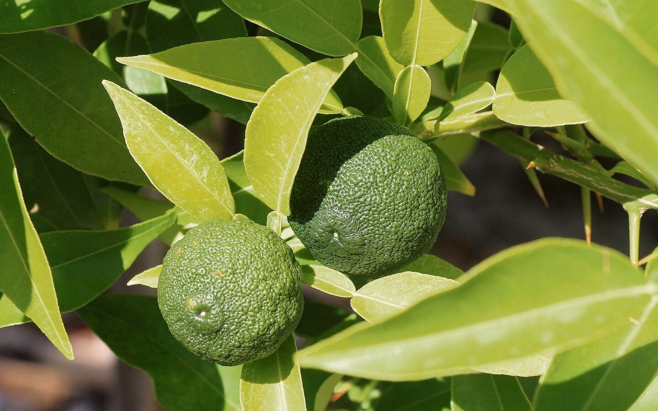 Yuzus sind aromatisch, kälteresistent und gedeihen sogar in Borex im Waadtland. Im August sind die Früchte grün und reifen im Herbst. 